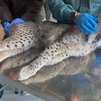 Encuentran muerto un lince ibérico en una cuneta de San Fernando de Henares