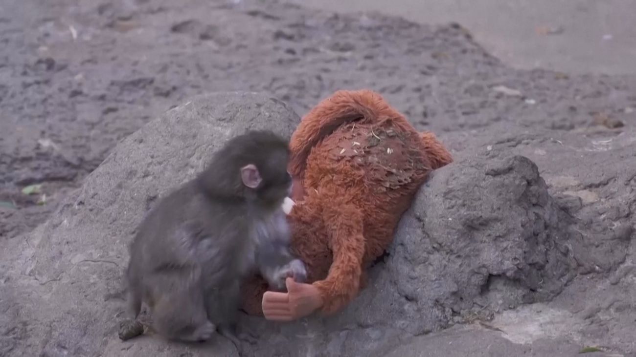 ¿Es común el rechazo del mono Punch en los primates? Los expertos del Zoo de Madrid responden