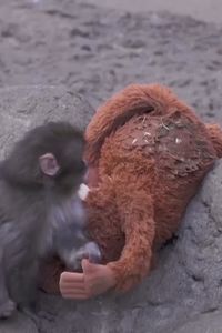 ¿Es común el rechazo del mono Punch en los primates? Los expertos del Zoo de Madrid responden