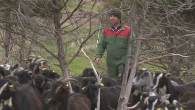 Más de 21.000 cabezas de ganado ayudan a prevenir incendios en la región