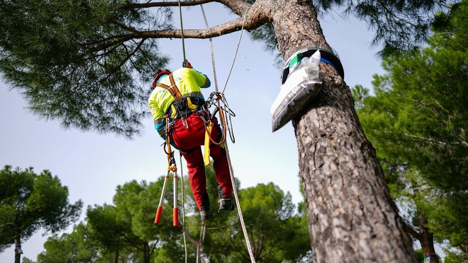 Trabajos para controlar la oruga procesionaria en los parques de Madrid