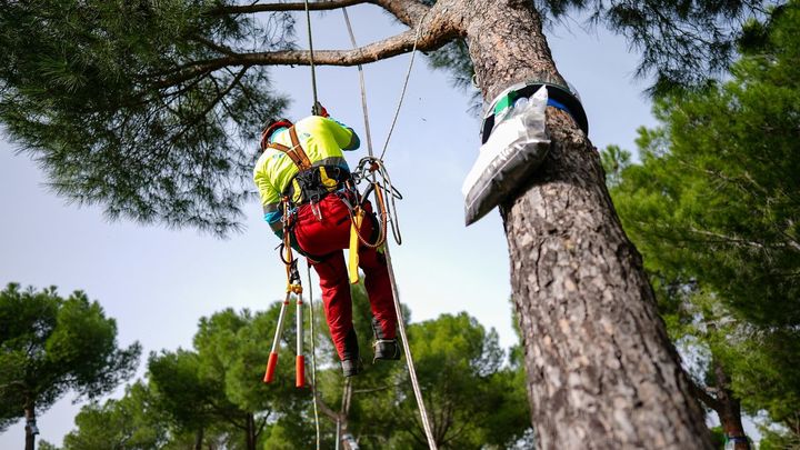 Trabajos para controlar la oruga procesionaria en los parques de Madrid