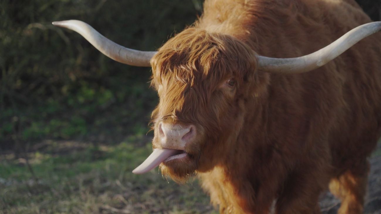 Las vacas escocesas que mantienen el Parque Natural de Dunas en La Haya, Países Bajos