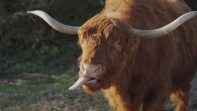 Las vacas escocesas que mantienen el Parque Natural de Dunas en La Haya, Países Bajos