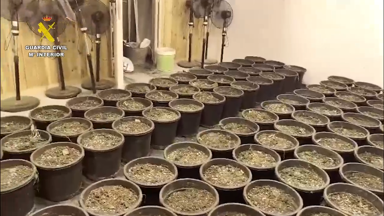 Incautan más de 10.000 plantas de marihuana y 136.000 cajetillas de tabaco en Madrid, Segovia y Toledo