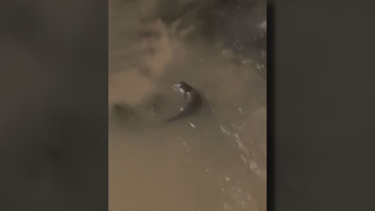 Las nutrias se dejan ver 20 años después por el tramo urbano del río Manzanares