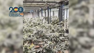 Cuatro detenidos y 1.600 plantas de marihuana incautadas en Colmenar Viejo