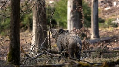 Detectado el primer caso de peste porcina en el municipio de Barcelona