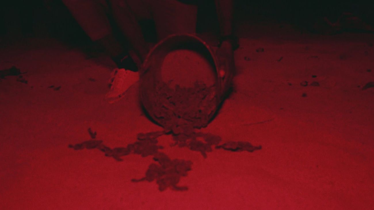 El desove de las tortugas en Santo Tomé y Príncipe: todo un atractivo turístico