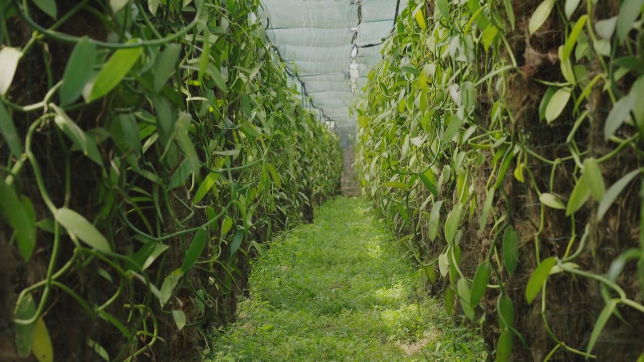 La vainilla un producto de lujo que se cultiva en Santo Tomé y Príncipe
