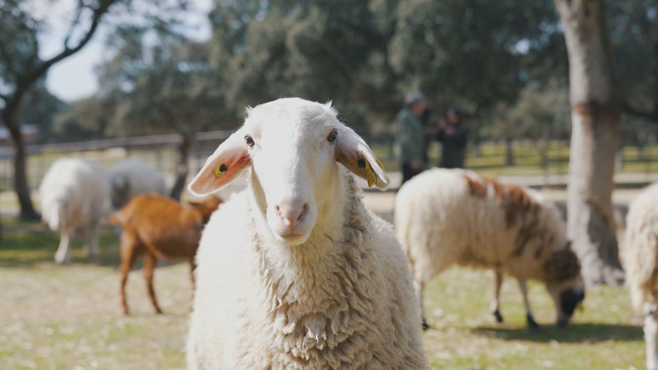 Aprender del campo a veinte minutos de Madrid
