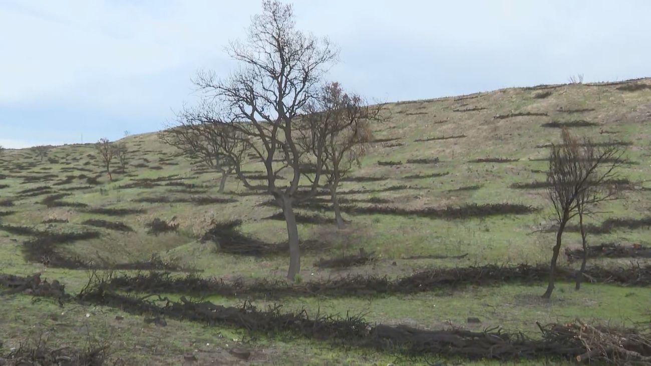 Avanza la recuperación del Monte de Viñuelas tras arder en 2025