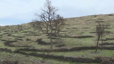 Avanza la recuperación del Monte de Viñuelas en Tres Cantos tras arder en 2025