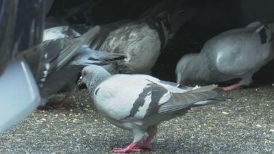 Halcones contra las palomas: la solución vecinal en Delicias