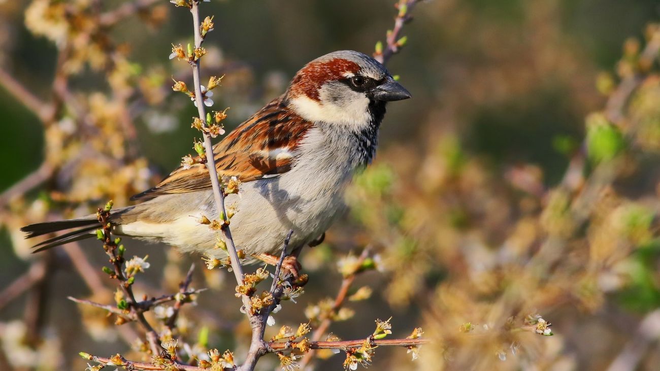 El Día del Gorrión llega con menos presencia de estas aves en Madrid