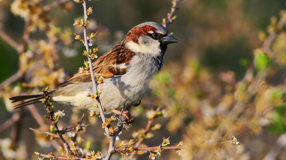 El Día del Gorrión llega con menos presencia de estas aves en Madrid