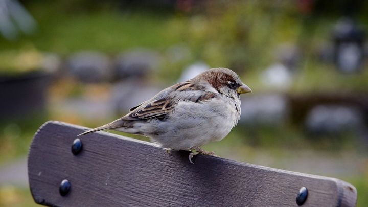 Gorrión en un banco / EuropaPress