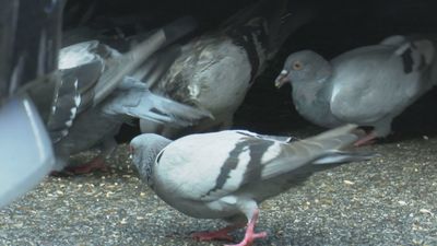 Almeida niega una plaga de palomas en Madrid
