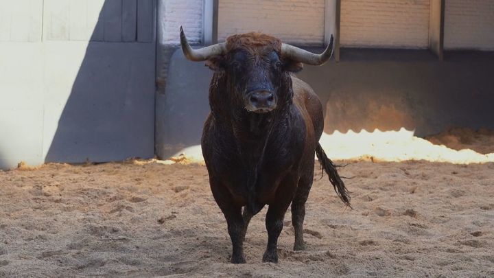 Llegan a Las Ventas los toros que abren la temporada taurina