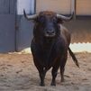 Llegan a Las Ventas los toros que abren la temporada taurina