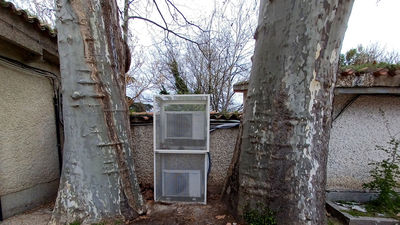 Aire acondicionado para dos árboles históricos de la Casa de Campo
