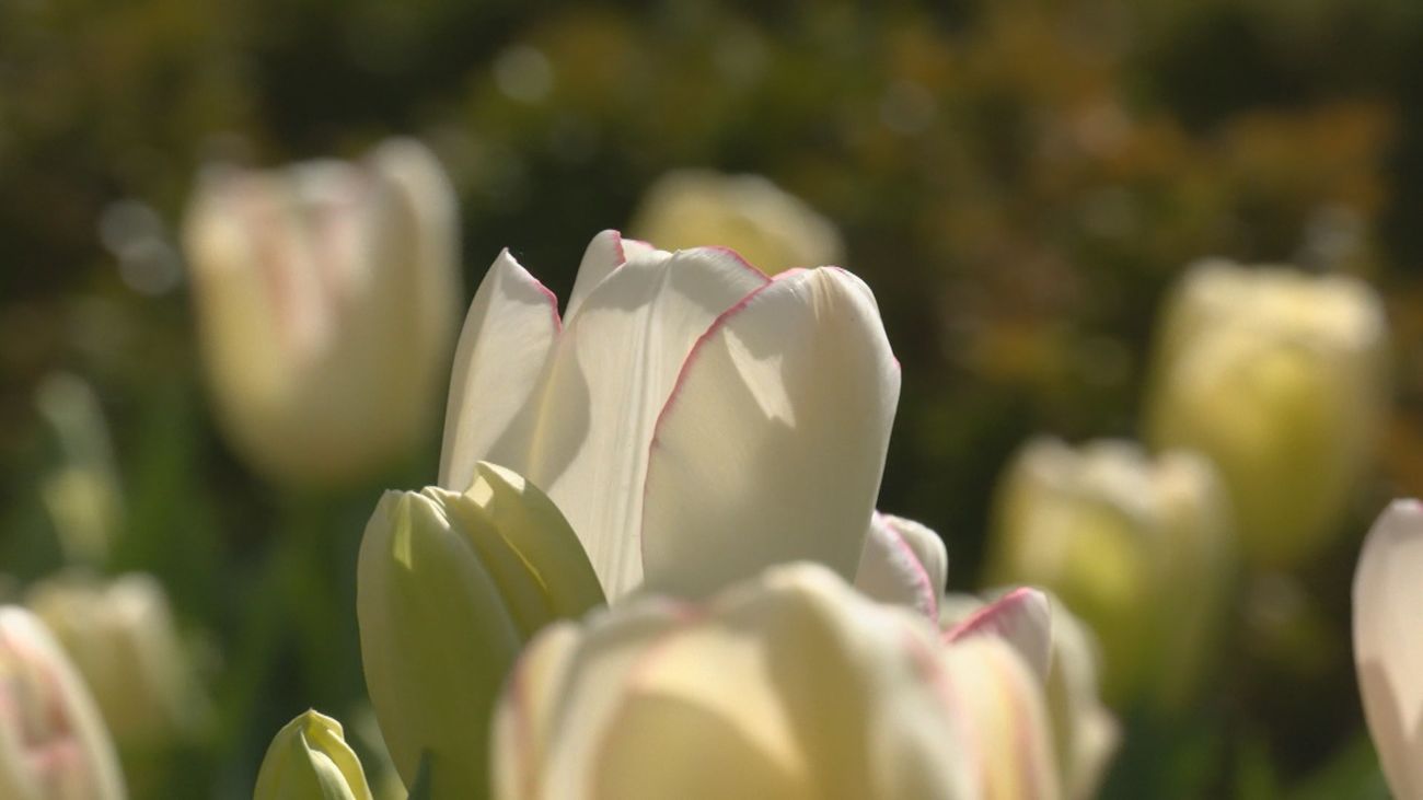 El Real Jardín Botánico da la bienvenida a la primavera con un Festival de la Floración