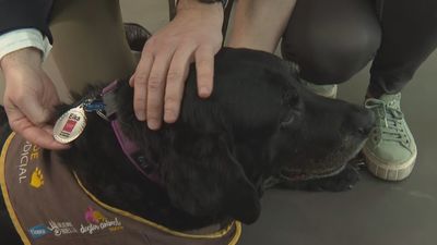 Más de 150 menores fueron asistidos con perros de apoyo en sedes judiciales de Madrid en 2025