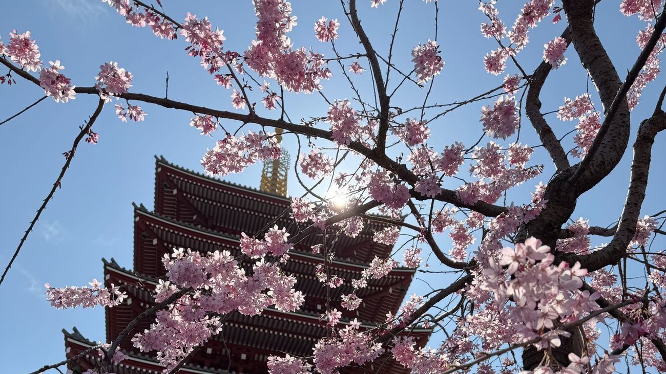 Viajando con Nieves Herrero al Japón de las flores