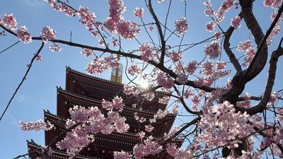 Viajando con Nieves Herrero al Japón de las flores