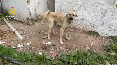 Investigadas por la Guardia Civil 18 personas por maltratar 75 perros en Cádiz