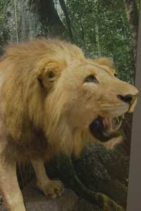 Las piezas más exclusivas del Museo Nacional de Ciencias Naturales