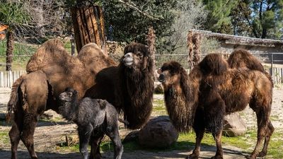 El Zoo Aquarium de Madrid suma un nuevo inquilino tras el nacimiento de un camello bactriano