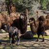 El Zoo Aquarium de Madrid suma un nuevo inquilino tras el nacimiento de un camello bactriano
