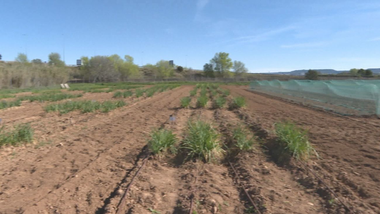 Madrid podría tener sus propios calçot: la Comunidad  investiga cómo cultivarlos a partir de cebollas regionales