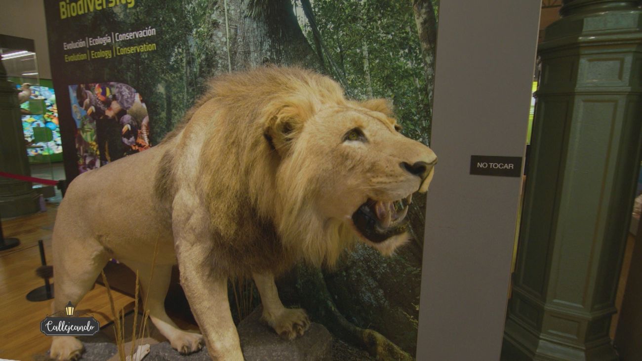 Las piezas más exclusivas del Museo Nacional de Ciencias Naturales