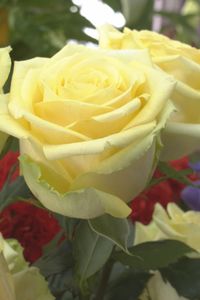 Las flores protagonistas de la Semana Santa