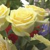 Las flores protagonistas de la Semana Santa