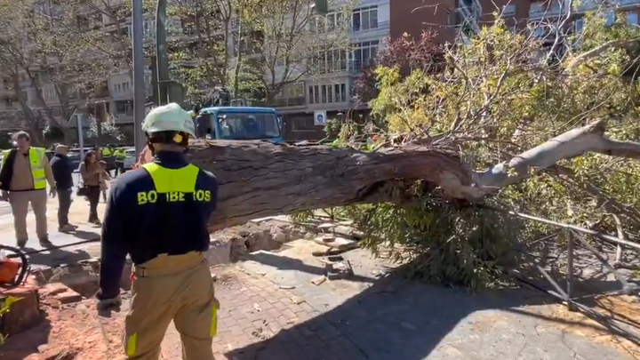 Talado en Alcorcón un gran eucalipto que amenazaba con caer sobre la acera