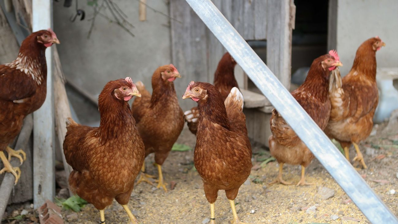 Gallinas en una explotación avícola