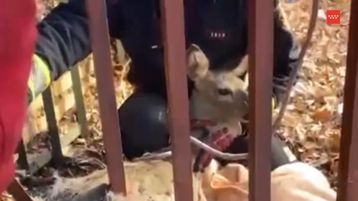 Los Bomberos rescatan a un corzo atrapado en la valla de un chalet en Valdemorillo