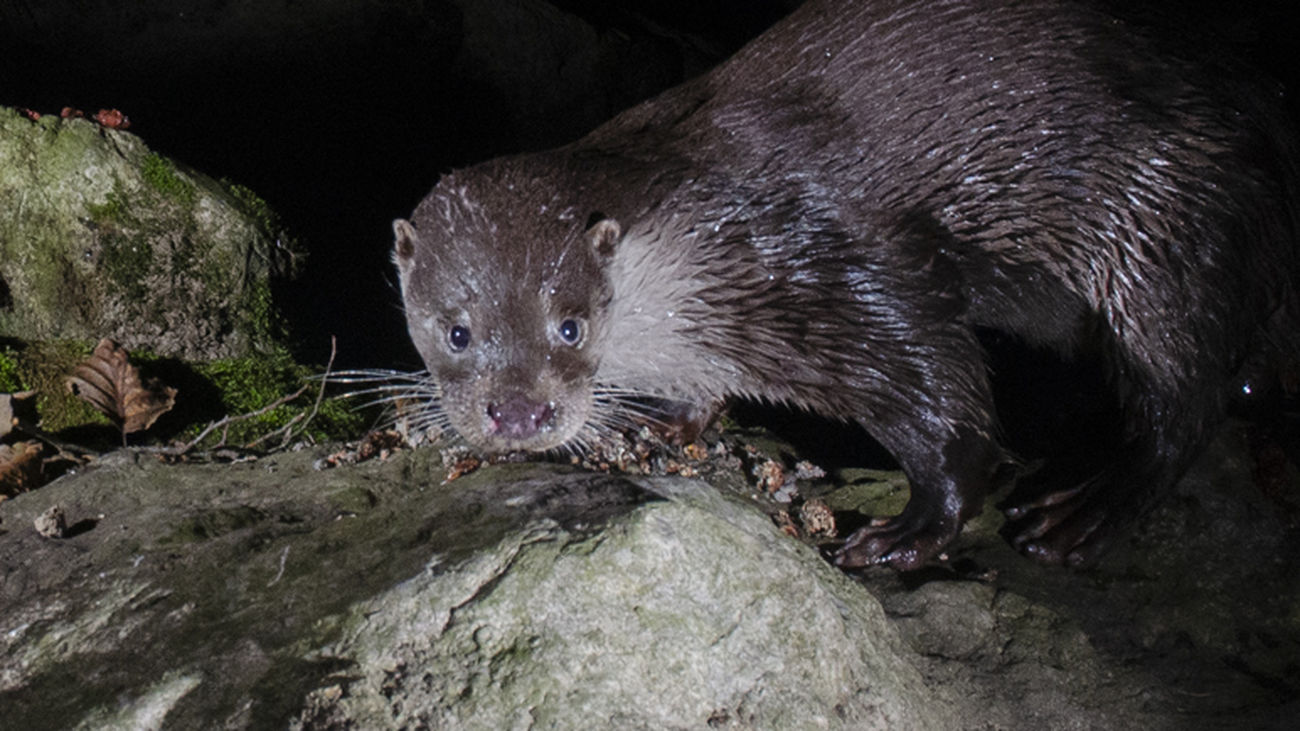 Ejemplar de nutria europea (Lutra lutra)