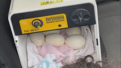 Retirado un nido de cigüeñas en Alcalá que contenía cinco huevos dentro