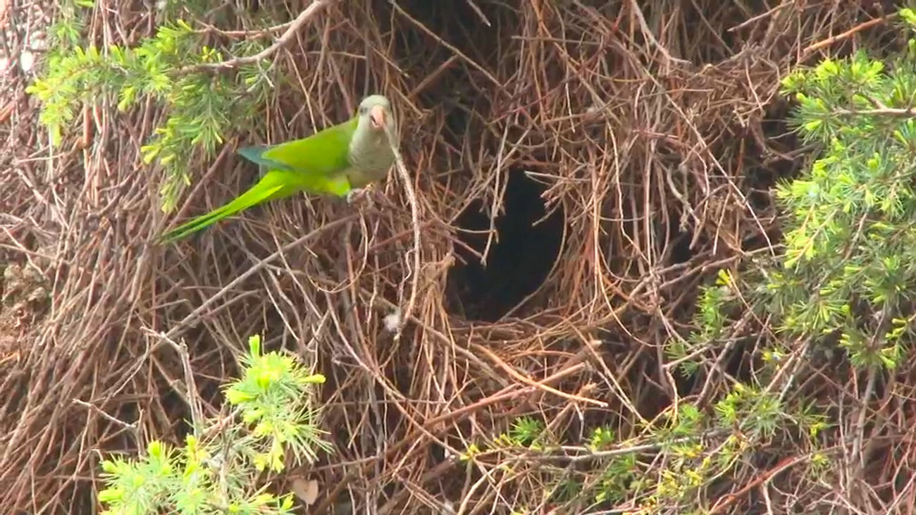 Plaga de cotorras en Valdemoro: ruido constante, riesgo de caída de árboles y una solución que no convence