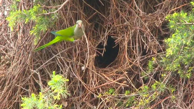 Plaga de cotorras en Valdemoro: ruido constante, riesgo de caída de árboles y una solución que no convence