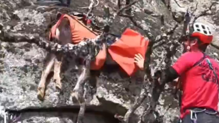 Rescatan dos cabras famélicas atrapadas en un risco de La Cabrera