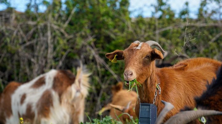 Colmenar Viejo revive el pastoreo con trashumancia, feria de quesos y actividades gratis este fin de semana