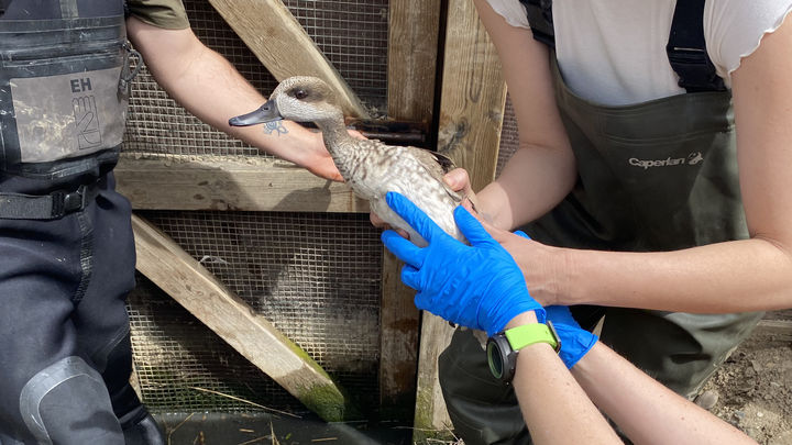 Sueltan otras 20 cercetas pardillas, ave vulnerable,  en  un humedal de Aranjuez