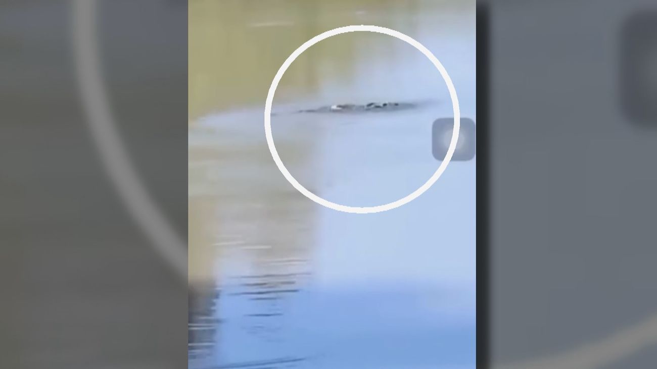 El monstruo del 'Tajo Ness' pone en vilo a Aranjuez: 24 horas de incertidumbre por un extraño animal en el río