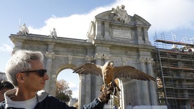 Dos águilas y un halcón ahuyentarán a palomas de la Puerta de Alcalá a partir del 1 de mayo