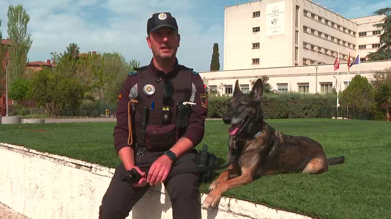 Alcalá estrena unidad canina para el control del menudeo  y venta de drogas en institutos